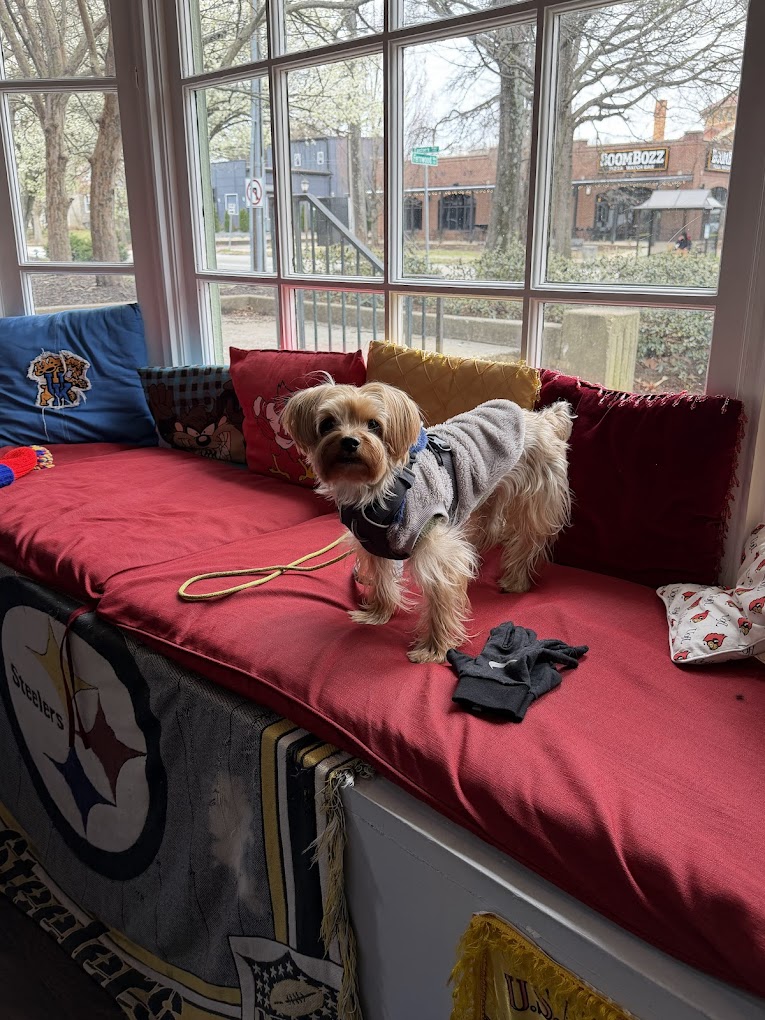 A dog in a sweater on the red window bench at 502 Thrifts